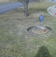 WW Tree